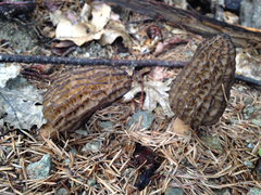 Morchella importuna