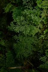 Hymenophyllum flexuosum