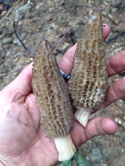 Morchella importuna