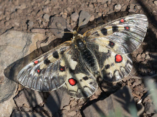 Rocky Mountain Parnassian