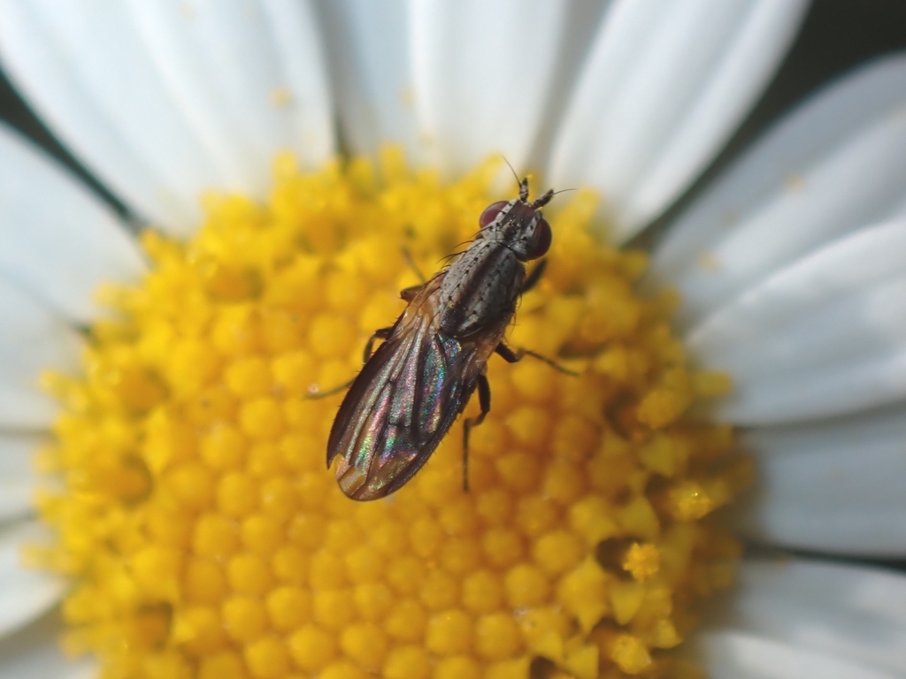 Trixoscelis puncticornis