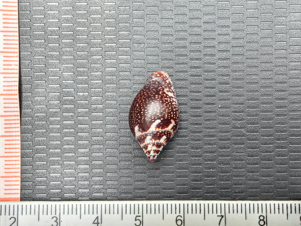 Columbella Insect Columbella fuscata from Parroquia Manta, Manta, Ecuador on December 18 ...