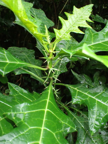 Acanthus eminens