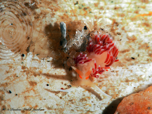 Photo of Smaller cratena (Cratena minor)