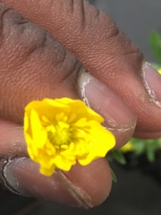Ranunculus hispidus
