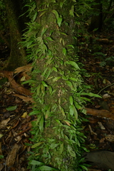 Loxogramme dictyopteris