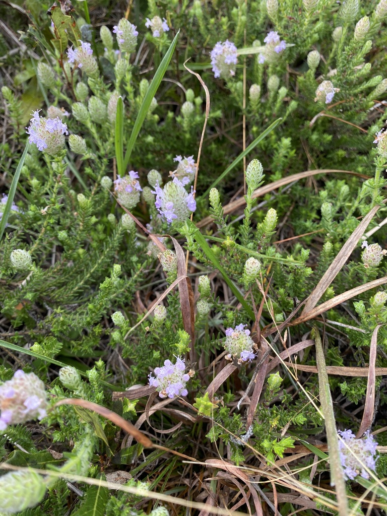 Florida pennyroyal from Charlotte County, FL, USA on January 26, 2024
