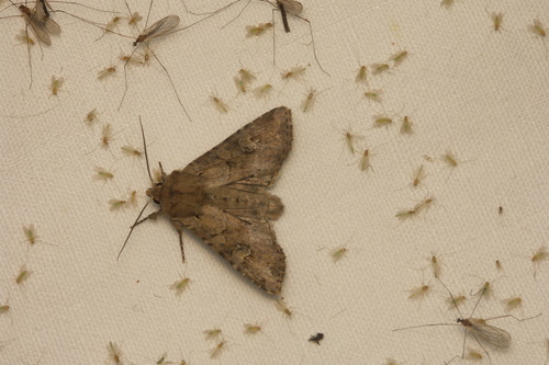 Apamea sordens