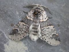 Furcula occidentalis