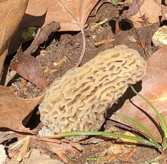 Morchella americana