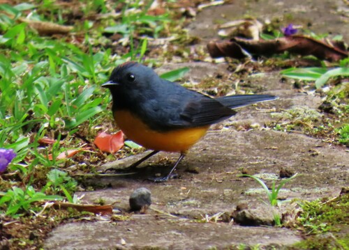 Slate-throated Redstart