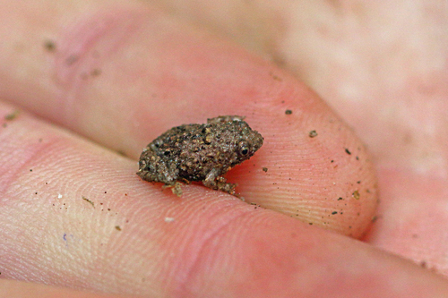 Paradoxophyla palmata