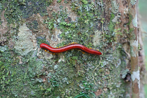 Aphistogoniulus sakalava