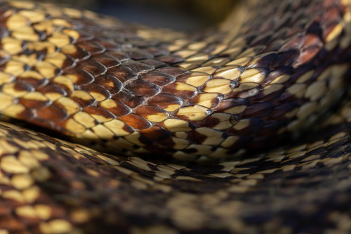 Louisiana Pinesnake