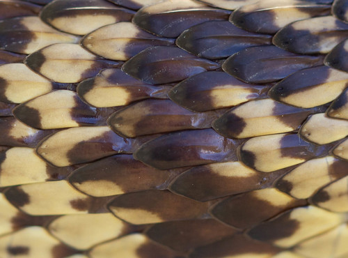 Louisiana Pinesnake