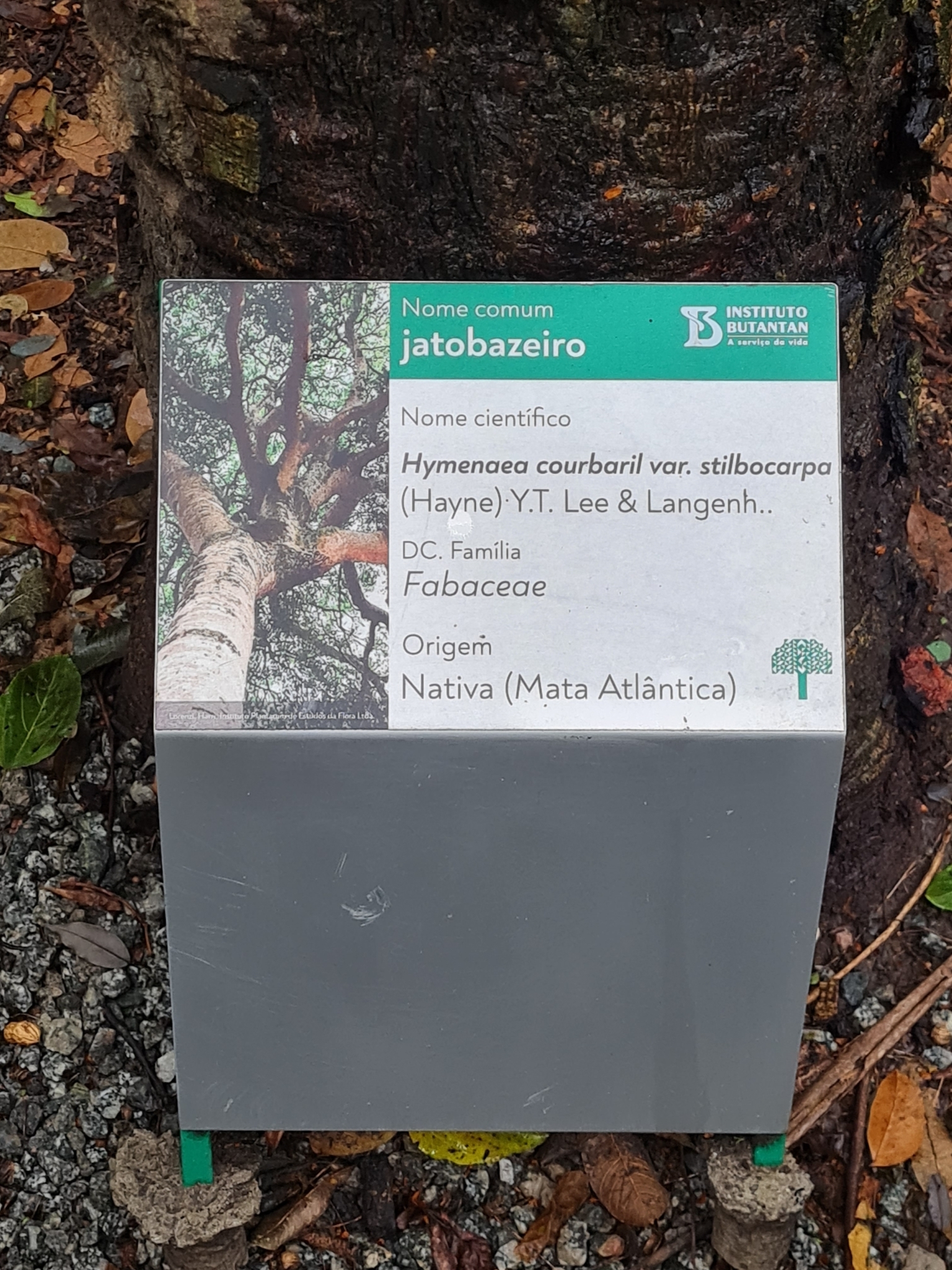 Imagem de Jatobá