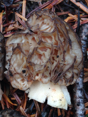 Morchella eximia