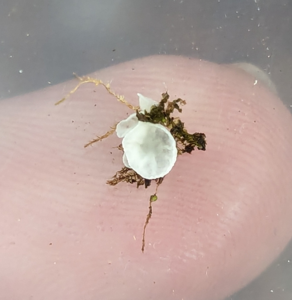 Rimbachia sp. 'AL01'