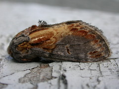 Notodonta scitipennis