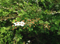 Spiraea prunifolia