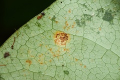Puccinia coprosmae