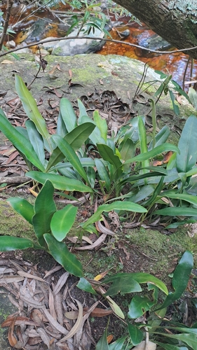 Elaphoglossum latifolium observed 2024-01-28