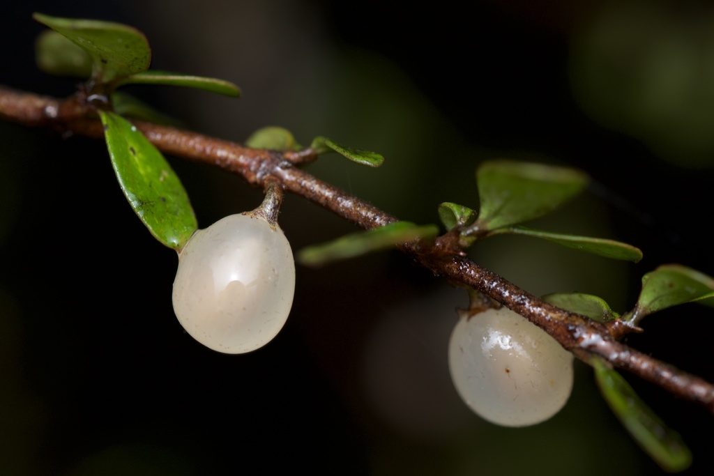 Coprosma rigida