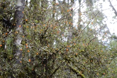 Neomyrtus pedunculata