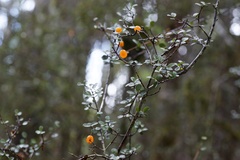 Neomyrtus pedunculata