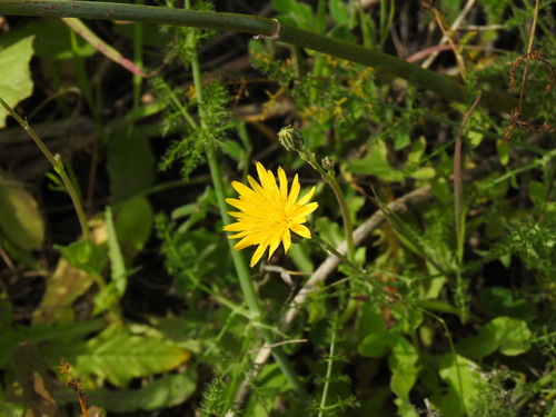 Image of Reichardia intermedia by (c) Duarte Frade, some rights reserved (CC BY)
