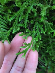 Selaginella douglasii