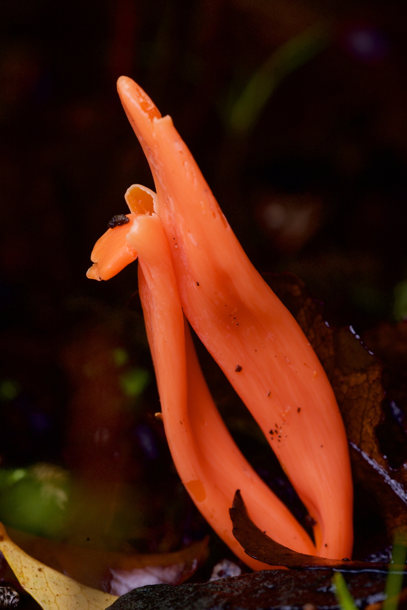 Clavulinopsis corallinorosacea image
