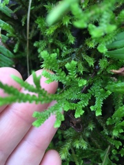 Selaginella douglasii