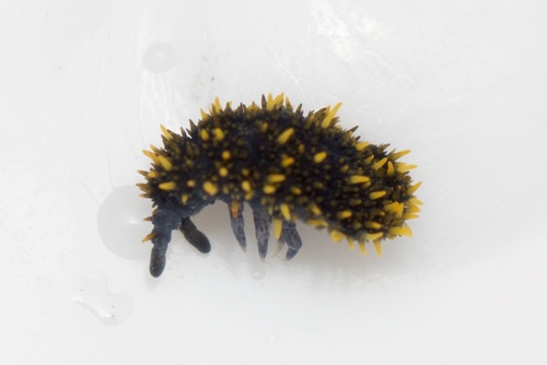 Holacanthella duospinosa