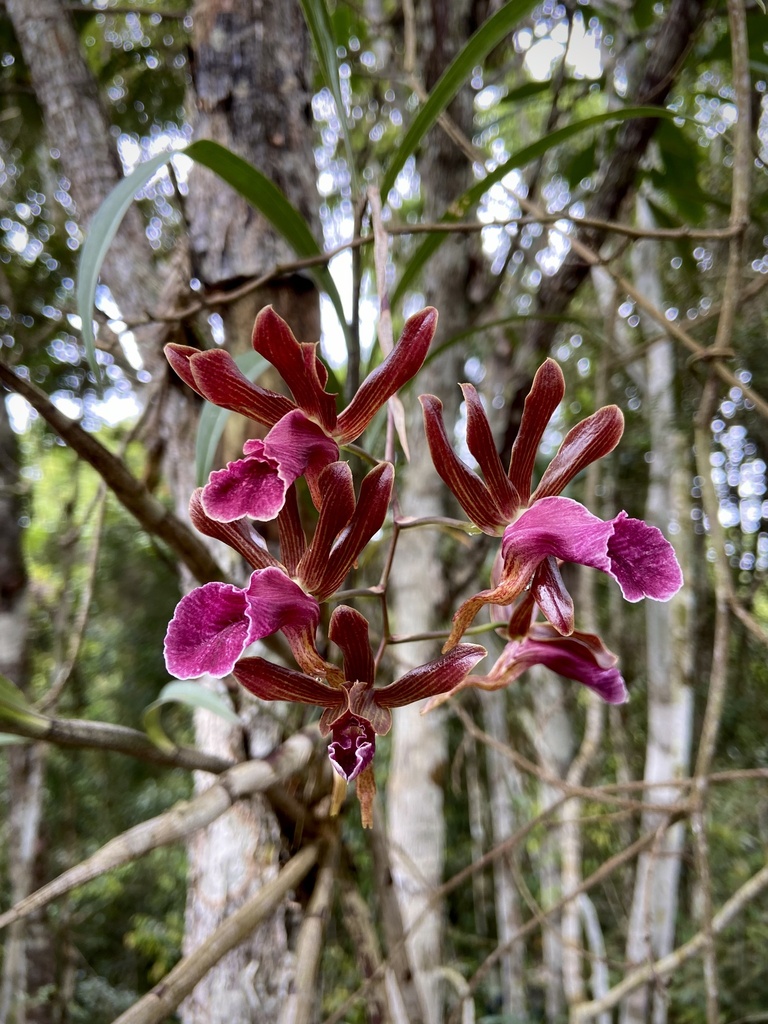 Galeandra stangeana