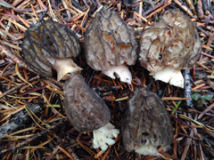 Morchella eximia