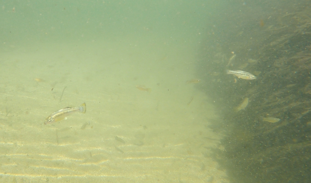 Goldbreast splitfin