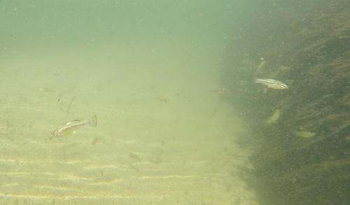 Goldbreast splitfin