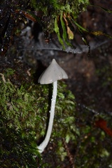 Entoloma canoconicum
