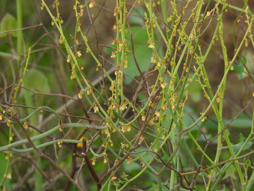 Image of Rumex induratus by (c) Duarte Frade, some rights reserved (CC BY)