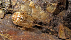 Mimetus eutypus