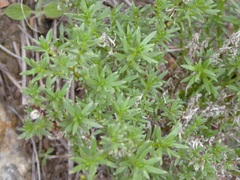 Galium andrewsii