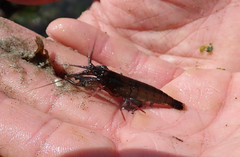 Betaeus longidactylus