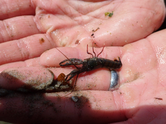 Betaeus longidactylus