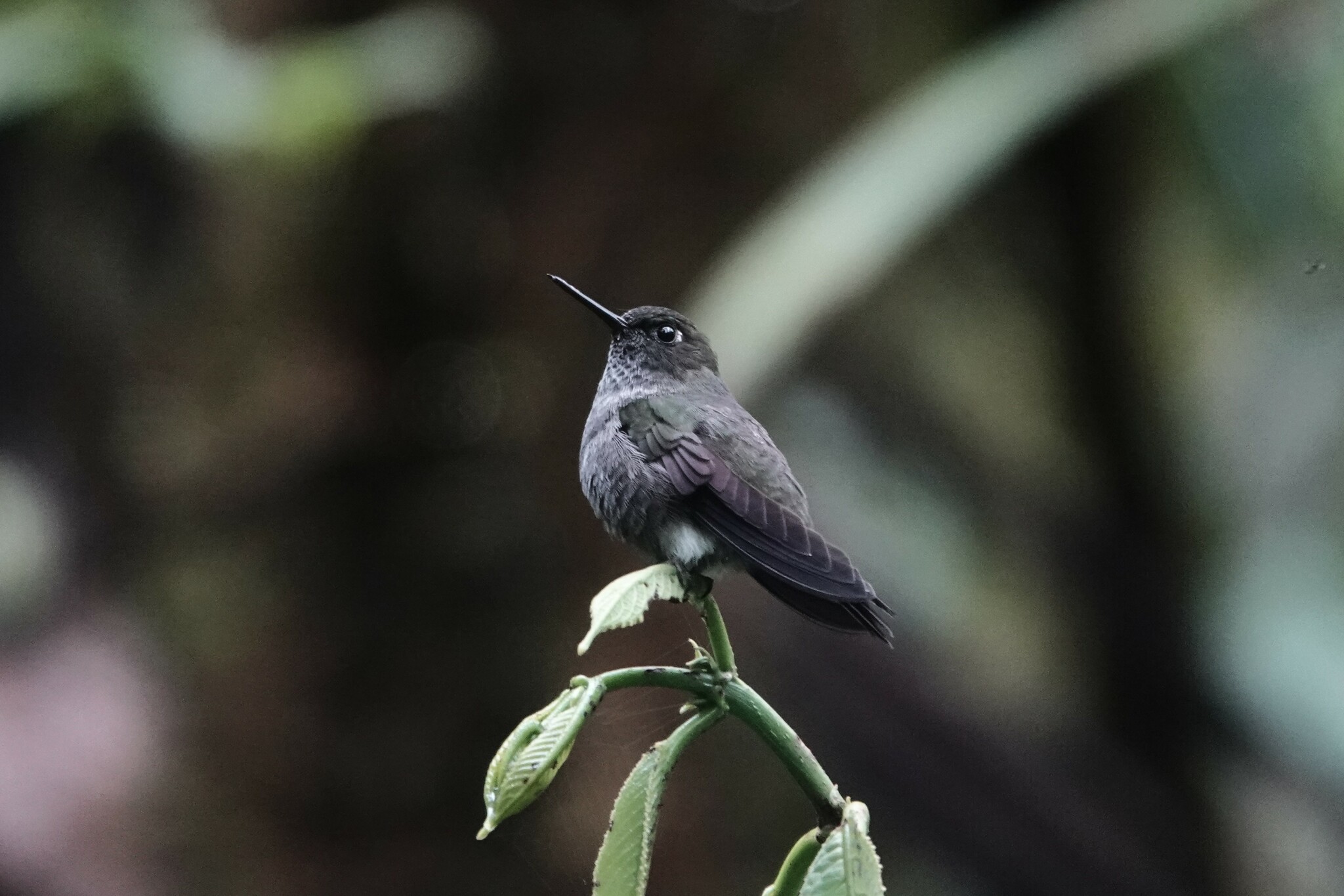 Hoary Puffleg (Haplophaedia lugens), photo 3