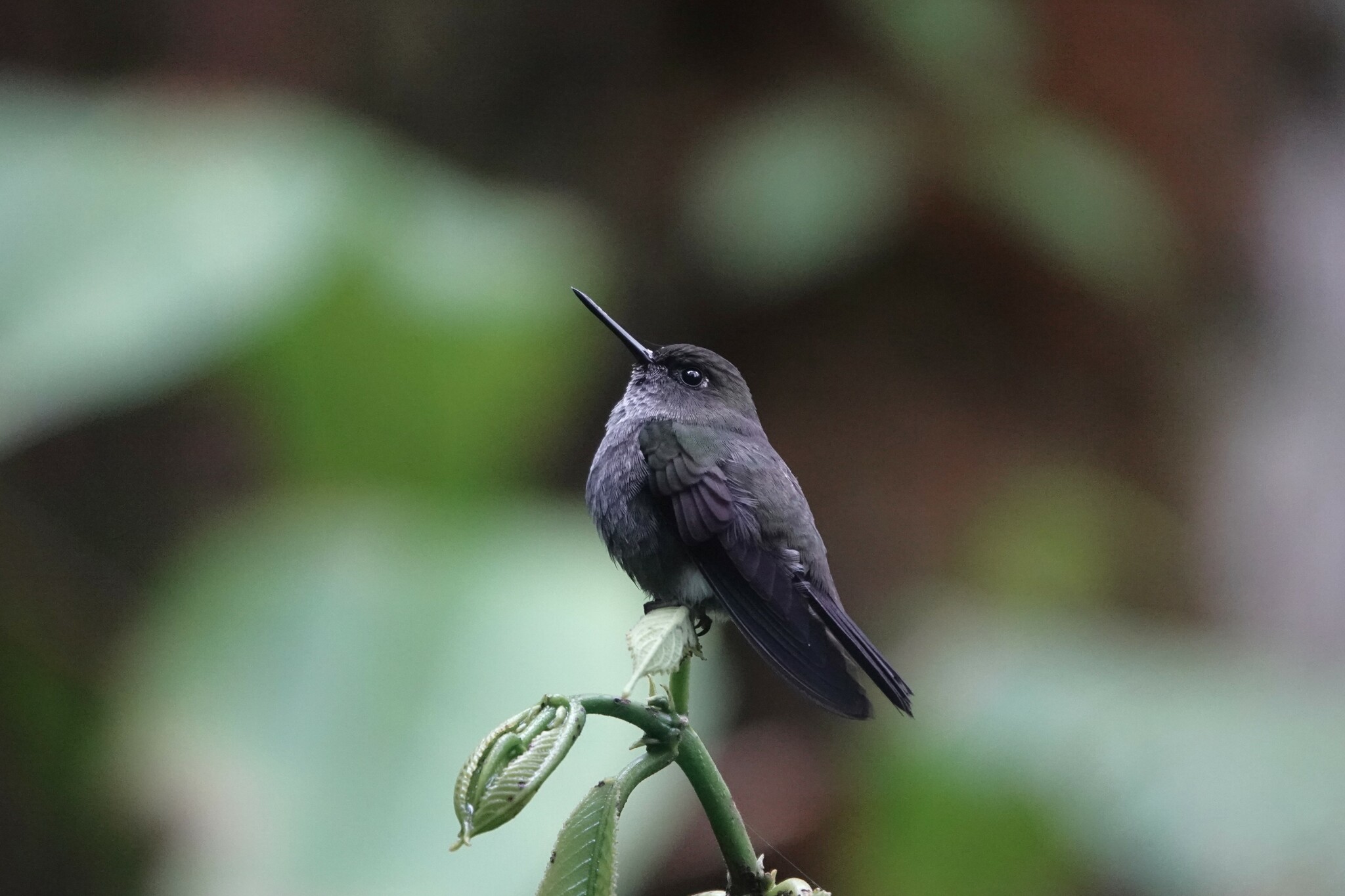 Hoary Puffleg (Haplophaedia lugens), photo 4