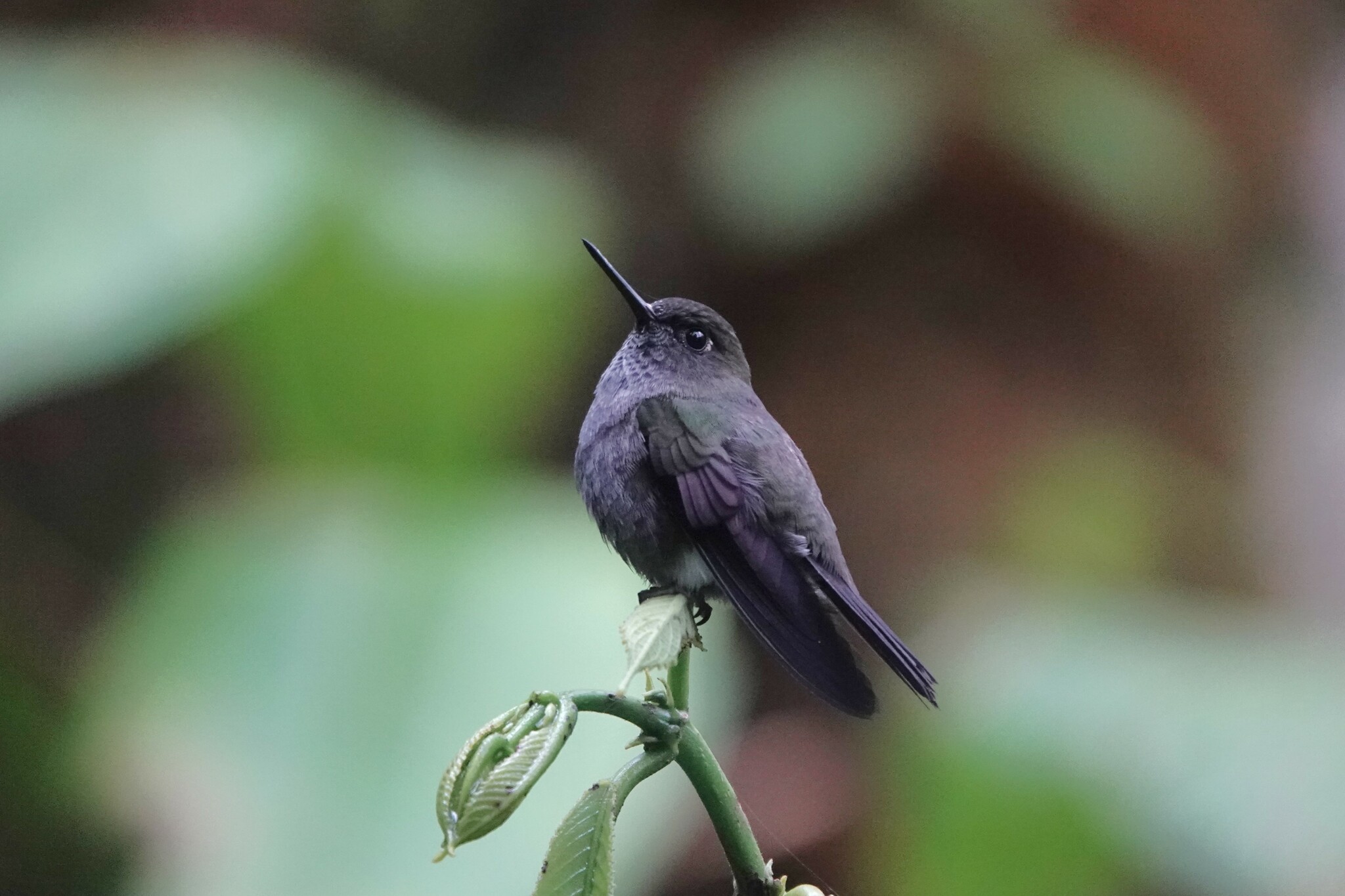 Hoary Puffleg (Haplophaedia lugens), photo 6