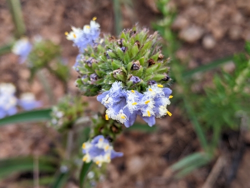 Cyanotis speciosa (Cyanotis speciosa)