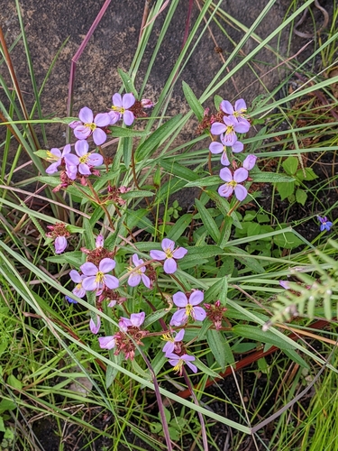 Annual Dissotis (Antherotoma debilis)