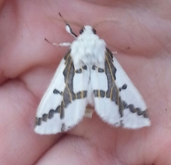 Euerythra phasma